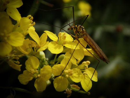 insect on meadow plant hanging wildlife spain