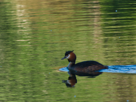Great Crested Grebe Podiceps cristatus on a lake in Spain near Madrid