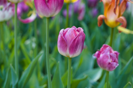 spring flower in full bloom in spring in city park