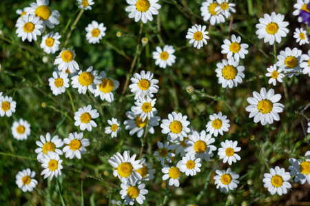view of plants in spring on a sunny day