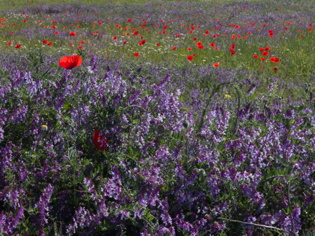spring view of a flower surrounded by lush green plantsの写真素材