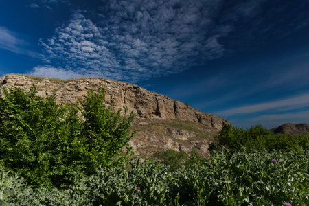 spring nature landscape with plants made in spain