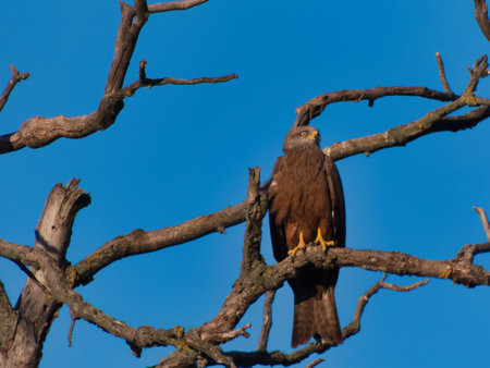 black kite Milvus migrans bird sitting on a branch of a dry treeの写真素材