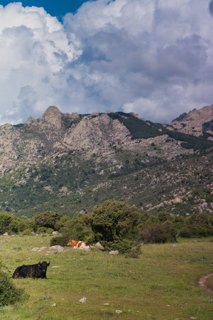 cow animal in mountain landscape on a sunny beautiful day