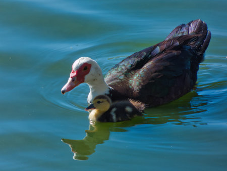 Domestic Muscovy duck young chick swimming on a pond on a sunny dayの写真素材