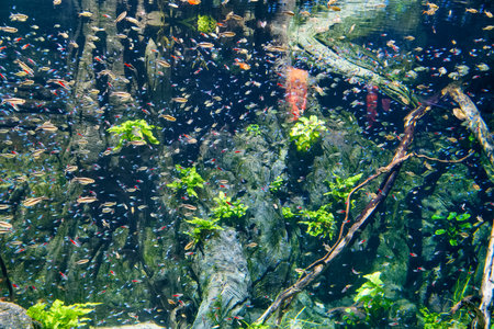 neon fish river animal freshwater fish swimming in water close up