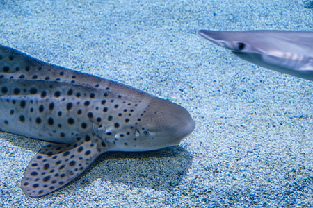 bearded shark Stegostoma fasciatum saltwater fish swimming in the water close upの写真素材