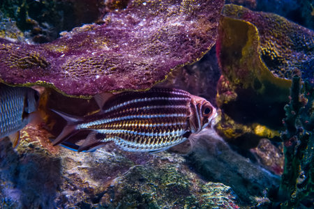 ocean animal saltwater fish swimming in water close up