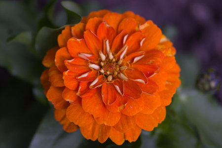 flower plants in the garden in the morning flora of spainの写真素材