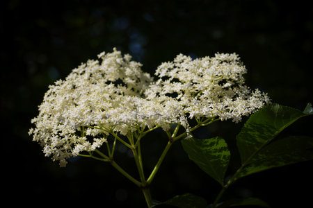 flower plants in the garden in the morning flora of spainの写真素材