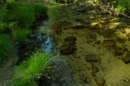 landscape view of a mountain stream on a sunny day
