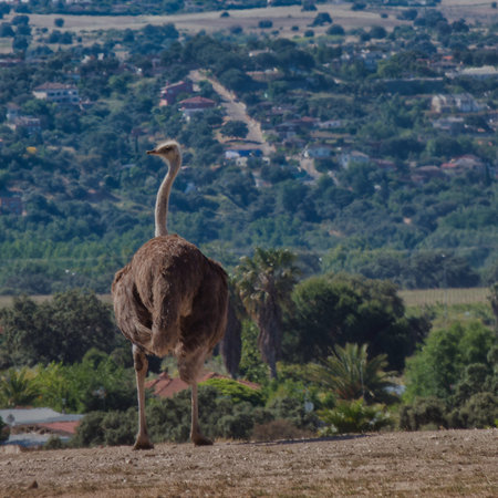 ...red ostrich Struthio camelus large African bird on a sunny day