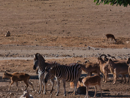 African zebra an equine animal on a sunny day outdoorsの写真素材