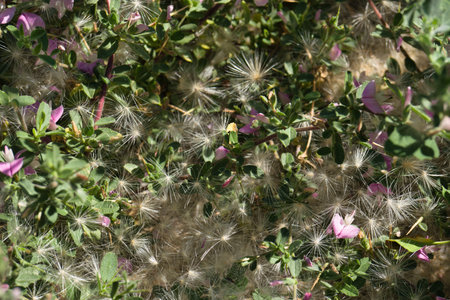 photo of a plant on a sunny day in spring