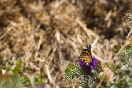 animal insect sitting on a plant on a spring dayの写真素材