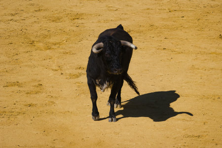 ...live animal on a solid background in motionの写真素材