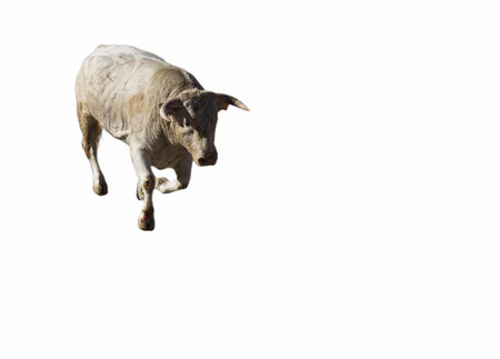 ...bull animal on a solid background in motionの写真素材