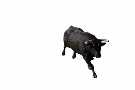 Bull on white background. Isolated bull on a white background.の写真素材