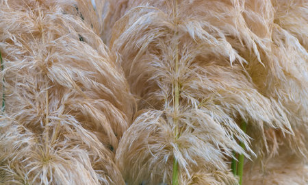 reed flowers as a plant background from a close perspective