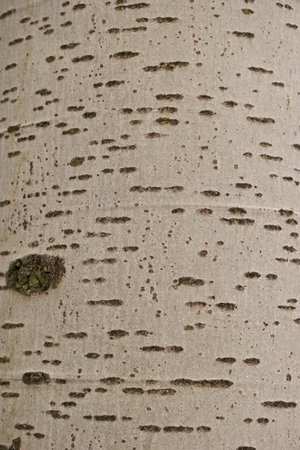 old wood structure as a background with beautiful patterns of natureの写真素材