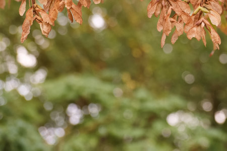 colorful plant natural background made in a city park