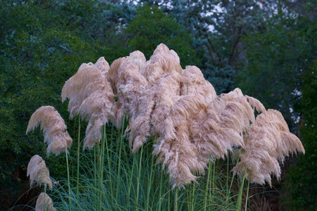 reed flowers as a plant background from a close perspective