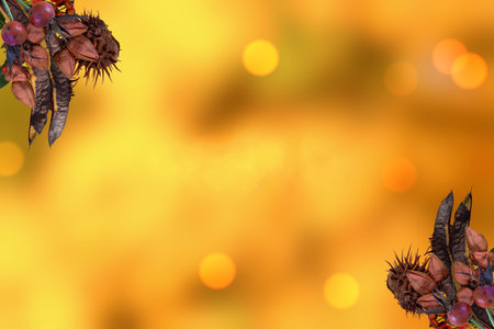 Autumn background in pastel colors with beautiful plantsの写真素材