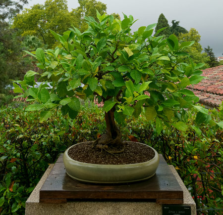 Beautiful dwarf bonsai tree in the Royal Park in Madrid, Spainの写真素材