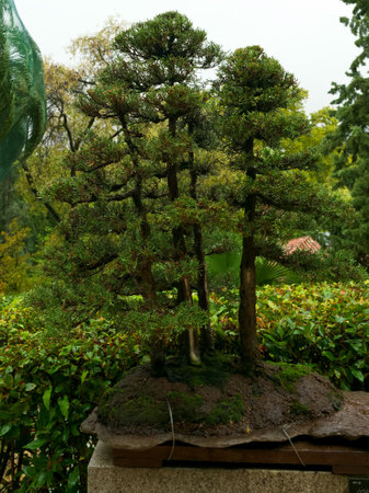 Beautiful dwarf bonsai tree in the Royal Park in Madrid, Spainの写真素材