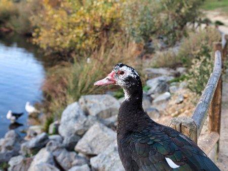Muscovy duck Cairina moschata is a species of large water bird in the Anatidae family.の写真素材