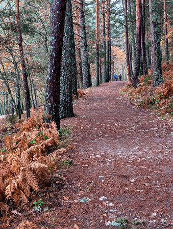 forest landscape in autumn near madrid in the mountains in the morningの写真素材