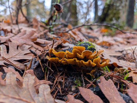 Mushrooms growing in the mountains in a forest near Madrid, Spain