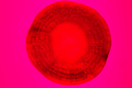 cross section of a banana illuminated by backlight structure