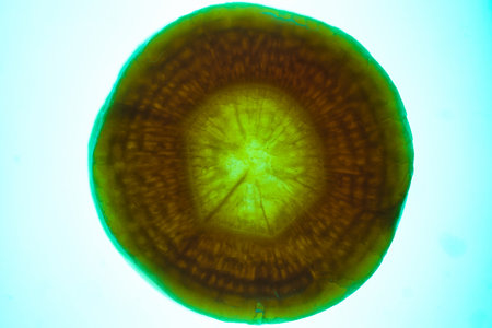 cross section of a banana illuminated by backlight structure