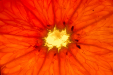 cross section of a tangerine illuminated by backlight structure