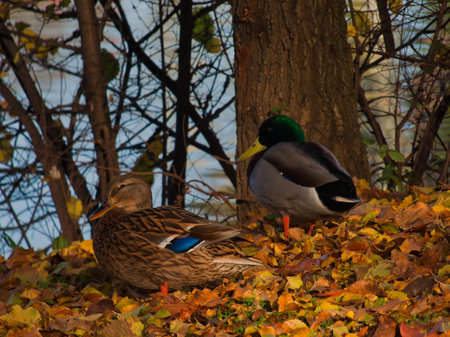 mallard duck Anas platyrhynchos a species of water bird in the Anatidae familyの写真素材