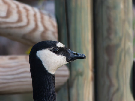 Canada goose Branta canadensis is a species of large bird in the goose subfamily Anserinae in the duck family Anatidaeの写真素材
