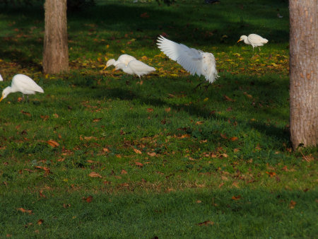 Cattle Egret Ardea ibis is a species of large wading bird in the heron family Ardeidaeの写真素材