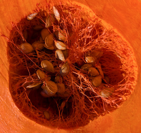 pumpkins displayed on a stall in natural lightの写真素材