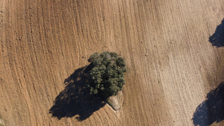 drone view of a tree in a plowed fieldの写真素材