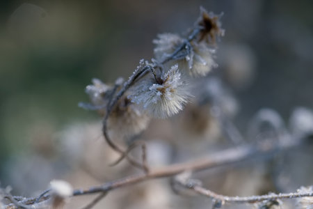 close up of a frosted frozen plant in winter
