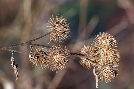 close up of a frosted frozen plant in winterの写真素材