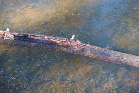 close-up of a frozen sheet of ice on a pondの写真素材