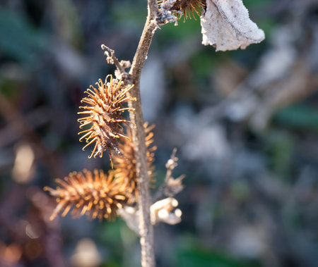 close up of a frosted frozen plant in winterの写真素材