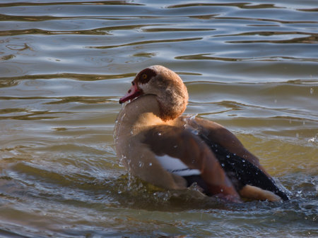 goose in flight in the city parkの写真素材