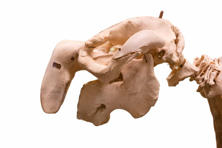 skull of a prehistoric animal on a white backgroundの写真素材