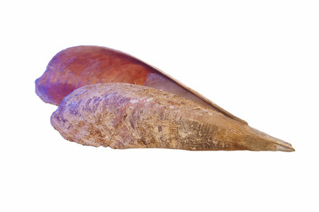 a sea snail shell cut off on a white background