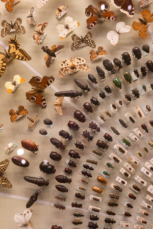 a collection of various insects, including butterfliesの写真素材
