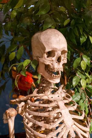 a human skeleton of a man from ancient times