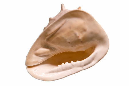 a sea snail shell cut off on a white background